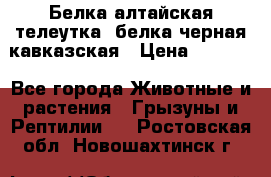 Белка алтайская телеутка, белка черная кавказская › Цена ­ 5 000 - Все города Животные и растения » Грызуны и Рептилии   . Ростовская обл.,Новошахтинск г.